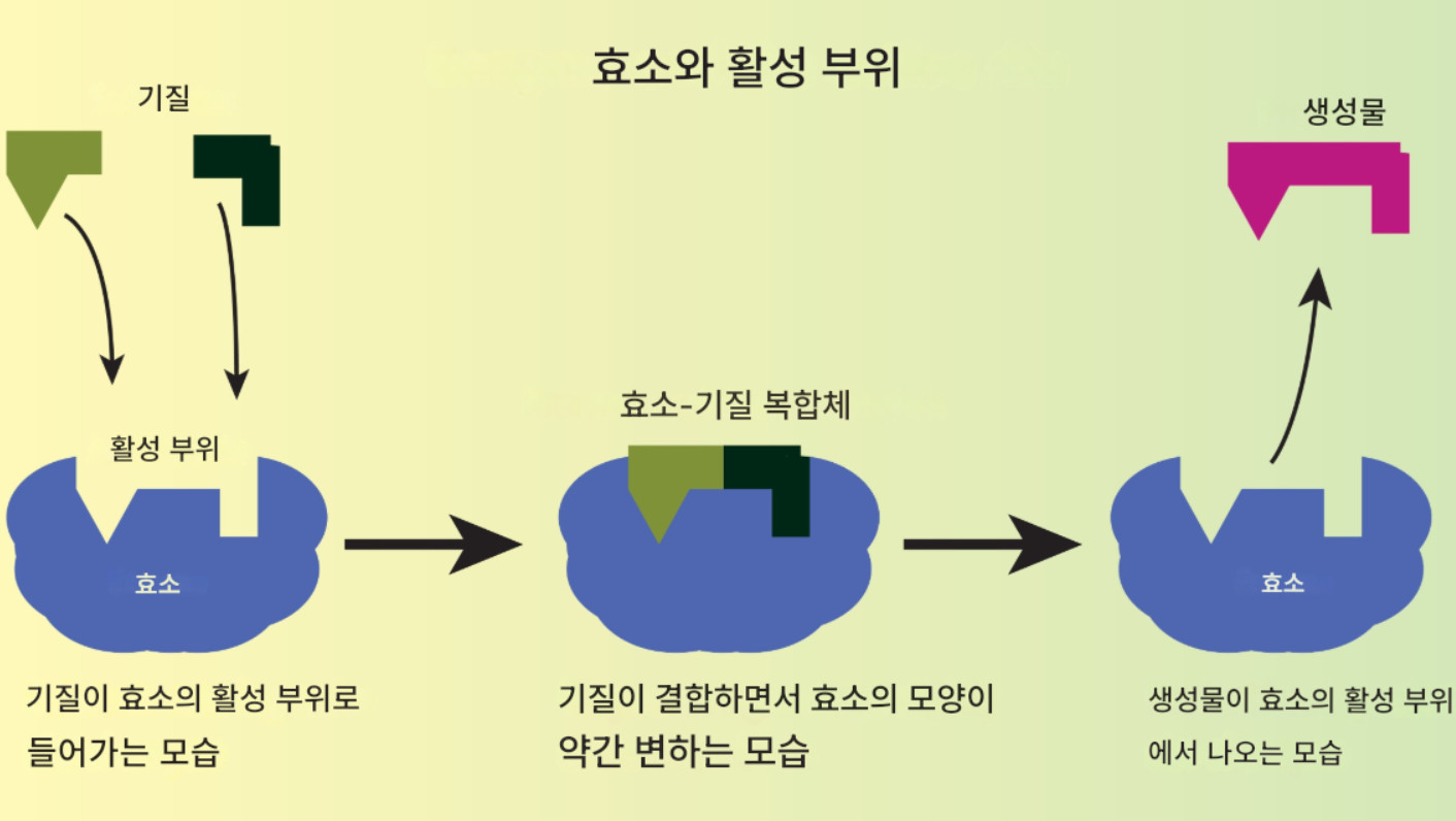 폴드1